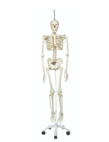 PHIL THE PHYSIOLOGICAL SKELETON ON HANGING ROLLER STAND